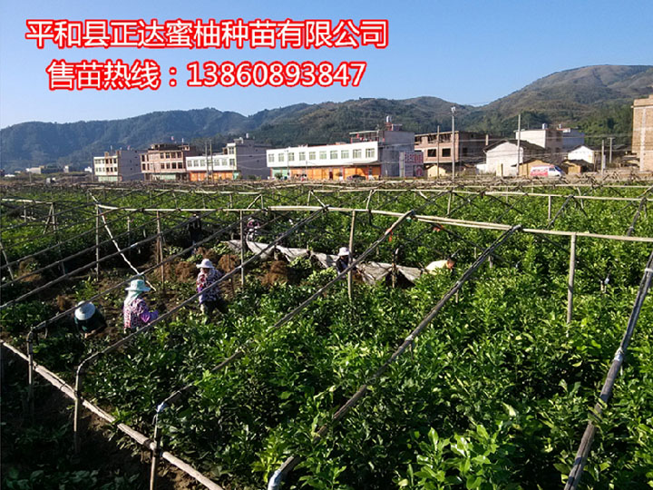 品牌三紅蜜柚苗|正宗三紅柚子苗丨大棵紅皮紅肉蜜柚苗，請認(rèn)準(zhǔn)正達(dá)三紅蜜柚苗場