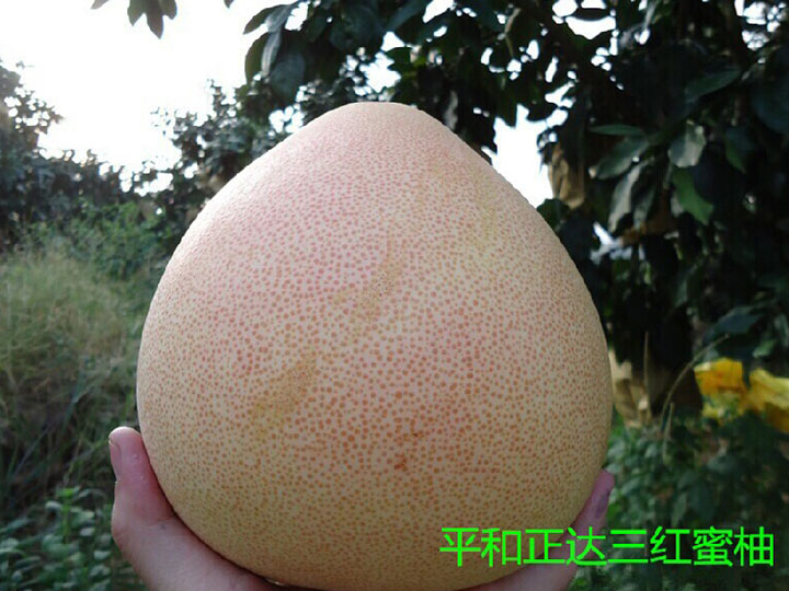 銅仁三紅蜜柚苗價(jià)格好便宜，正宗紅心蜜柚苗多少錢一棵