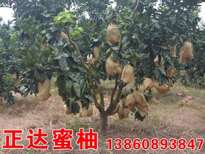 三紅蜜柚成熟果樹丨哪里有三紅蜜柚大苗5-8公分的，紅肉蜜柚苗|正達(dá)蜜柚苗場