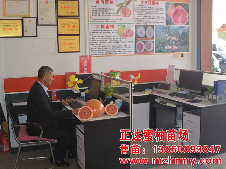 供應(yīng)平和三紅蜜柚苗，紅肉蜜柚苗，紅心蜜柚苗