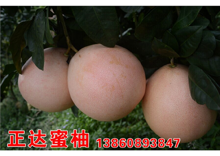 貴州現(xiàn)在種三紅蜜柚苗能種活嘛，在哪里買三紅蜜柚苗正宗有保障