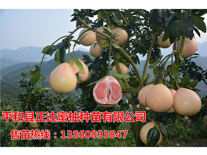福建三紅蜜柚苗評(píng)論丨福建三紅蜜柚苗一株多少錢