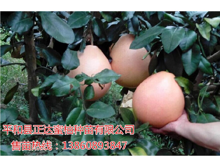 平和縣正達(dá)大三紅蜜柚成熟啦！