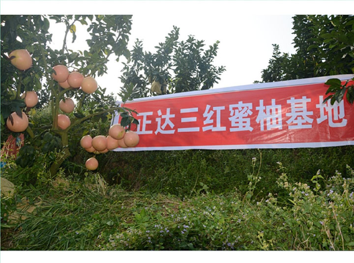 平和大三紅蜜柚種植示范基地丨三紅蜜柚苗出自哪個(gè)地區(qū)丨去哪里購(gòu)買蜜柚苗才正宗