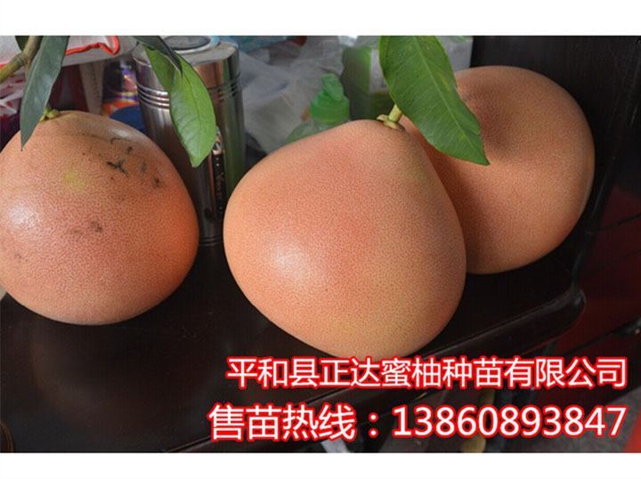 當(dāng)年可掛果的三紅蜜柚苗丨供應(yīng)三紅柚子苗丨蜜柚新品種大三紅蜜柚苗