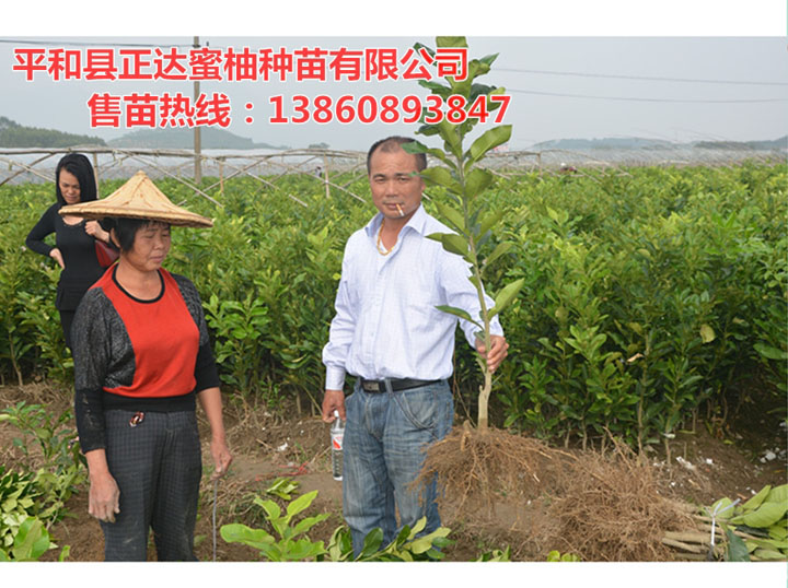 客戶來正達蜜柚苗場自取三紅蜜柚苗丨正宗大三紅蜜柚苗出售丨正達三紅柚子苗根系發(fā)達