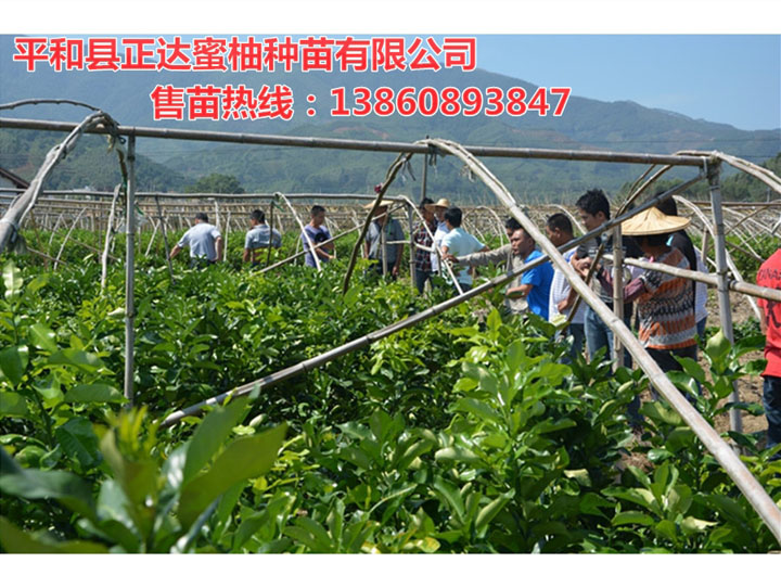 四川適宜種植的三紅蜜柚苗丨紅中紅蜜柚苗供應丨三紅蜜柚苗培育條件