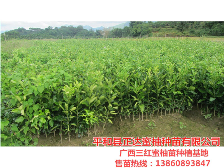 正達在廣西的三紅蜜柚基地丨廣西三紅蜜柚苗產(chǎn)地丨哪里有大型三紅柚子苗基地