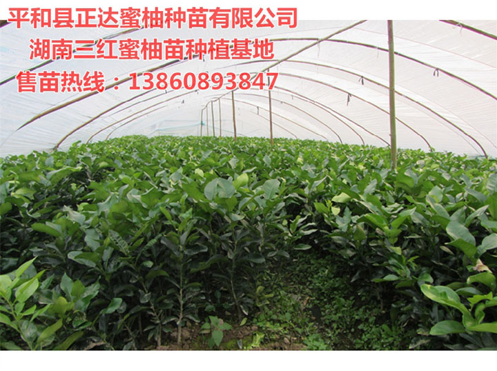 正達(dá)在湖南的三紅蜜柚基地丨湖南紅心蜜柚苗購買點丨哪里有紅心柚子苗購買