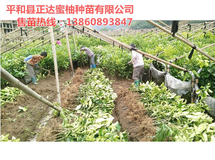 福建正達(dá)三紅蜜柚苗起苗中丨原產(chǎn)地三紅蜜柚苗丨獨(dú)家新品種三紅蜜柚苗