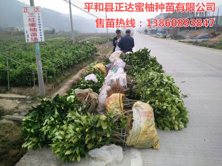 發(fā)源地三紅蜜柚在哪，平和縣正達(dá)三紅蜜柚苗場(chǎng)