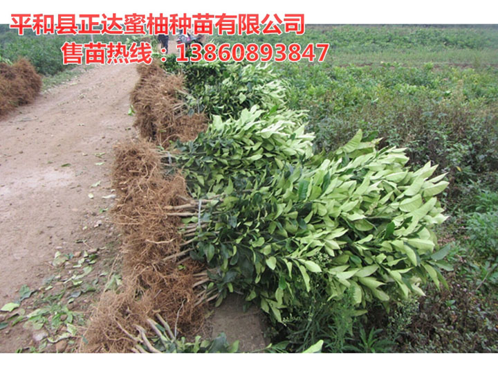 平和正宗三紅蜜柚苗|原產(chǎn)地蜜柚苗木，正達(dá)三紅蜜柚苗
