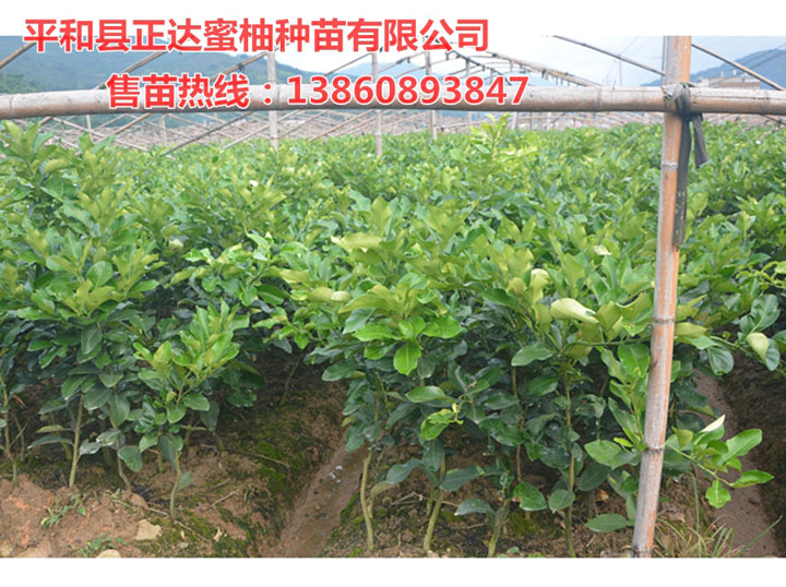 云南三紅蜜柚苗|三紅蜜柚苗哪里有賣丨云南柚子苗