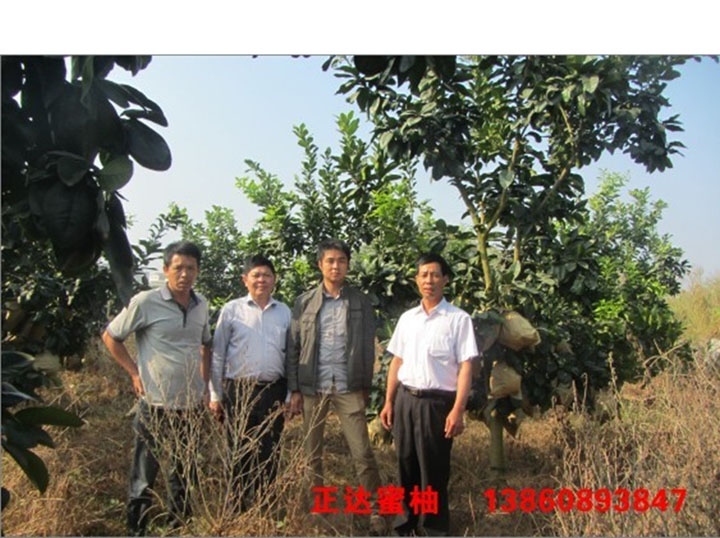 純度高的三紅蜜柚苗丨口碑好的三紅蜜柚苗丨大型三紅柚子苗育苗單位就找平和正達(dá)蜜柚苗場(chǎng)