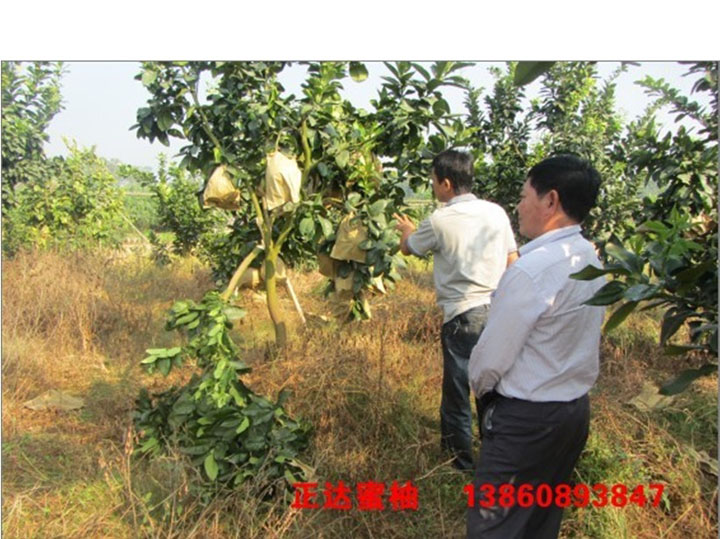 廣西哪里可以學(xué)三紅蜜柚苗種植技術(shù)丨三紅蜜柚苗種植詳情咨詢正達(dá)蜜柚苗場丨正宗紅心紅柚苗