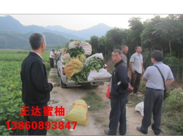 重慶紅中紅柚子苗丨重慶適宜種植三紅柚樹苗丨正宗紅肉柚子苗