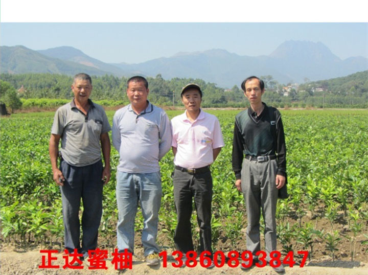 湖南大三紅蜜柚苗供應點丨湖南三紅柚子苗丨哪里有三紅蜜柚苗