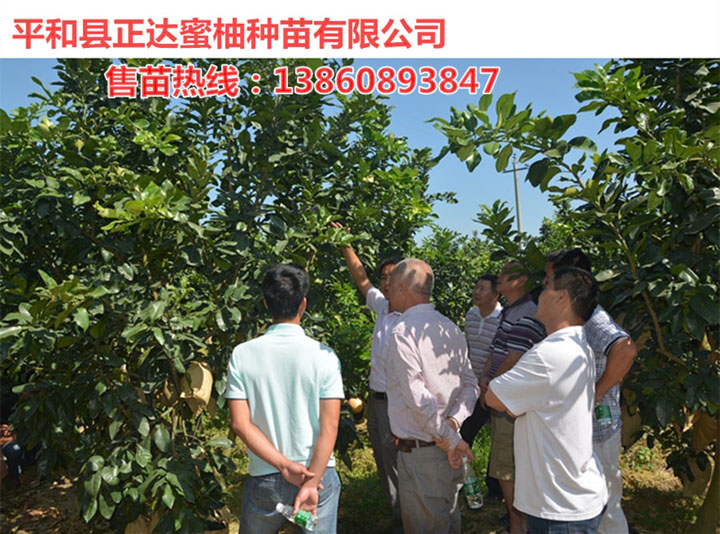 廣西客戶考察正達(dá)三紅蜜柚果園，現(xiàn)場學(xué)習(xí)蜜柚管理技術(shù)