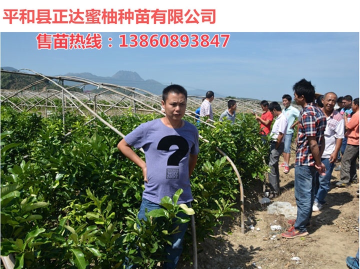 海南正達三紅蜜柚苗基地，直供三紅蜜柚苗丨三紅柚子苗