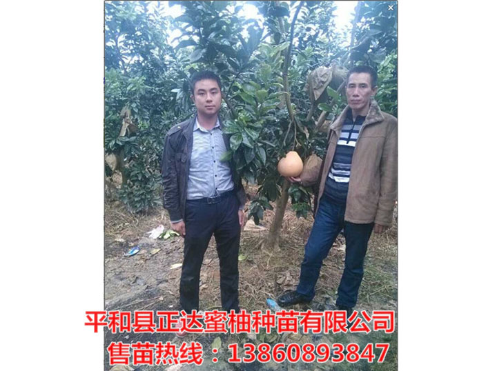邵陽哪里柚出售三紅蜜柚果苗|三紅蜜柚枝條|穗條