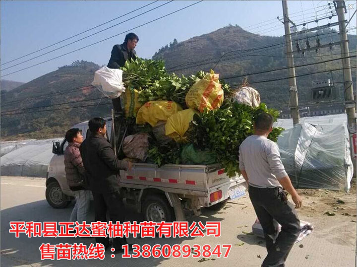 江西正宗三紅蜜柚苗上哪訂購(gòu)丨江西正宗蜜柚苗價(jià)格便宜