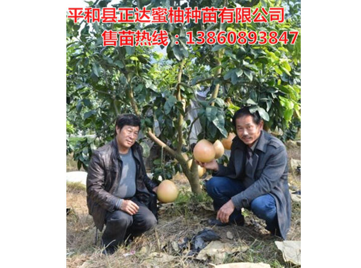 廣西客戶參觀正達大三紅蜜柚苗丨廣西三紅蜜柚苗哪家好