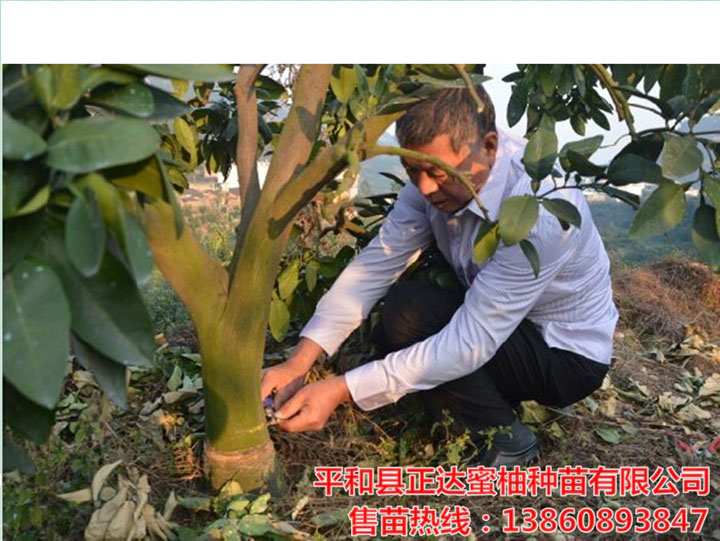 大三紅蜜柚環(huán)割技術(shù)現(xiàn)場(chǎng)教學(xué)丨正宗平和三紅蜜柚苗的種植管理