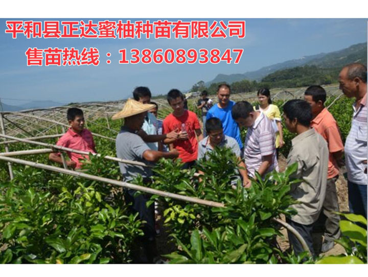 清遠(yuǎn)客戶學(xué)習(xí)三紅蜜柚苗種植管理技術(shù)丨紅中紅蜜柚苗種植技術(shù)咨詢平和正達(dá)蜜柚苗場