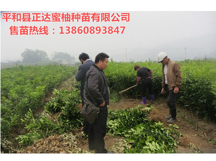 湖南邵陽正達蜜柚果樹苗木基地丨大型三紅蜜柚苗木基地在哪里