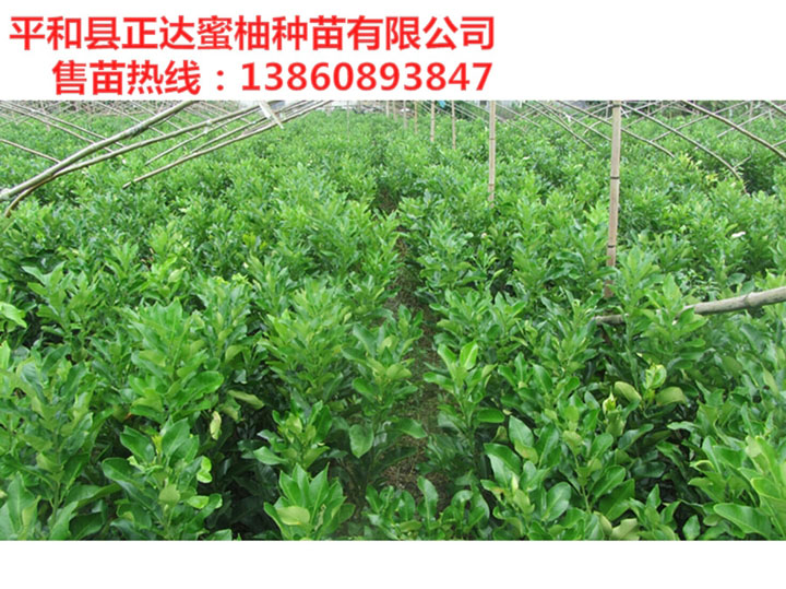 獨家培育的新品種三紅蜜柚苗，紅皮紅肉蜜柚苗，柚子樹苗