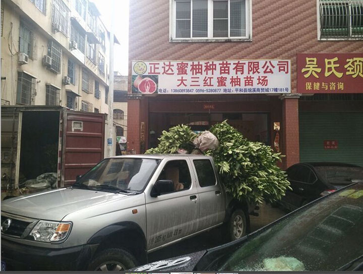 宜春市客戶來我司現(xiàn)場(chǎng)購(gòu)三紅柚子苗千多棵丨江西哪里有三紅蜜柚苗丨江西柚子苗哪里有