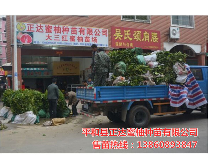 江西客戶來我司現(xiàn)場(chǎng)購(gòu)三紅蜜柚苗2萬多棵丨大量三紅蜜柚苗裝車發(fā)貨
