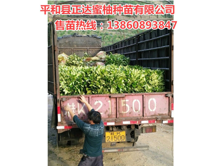 廣西正宗三紅蜜柚苗丨桂林市客戶訂購的1萬多棵大三紅蜜柚苗裝車中