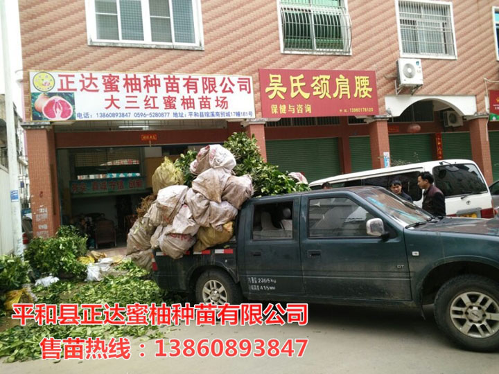 郴州哪里有三紅柚子苗丨郴州市客戶訂購的6千棵大三紅蜜柚苗裝車中