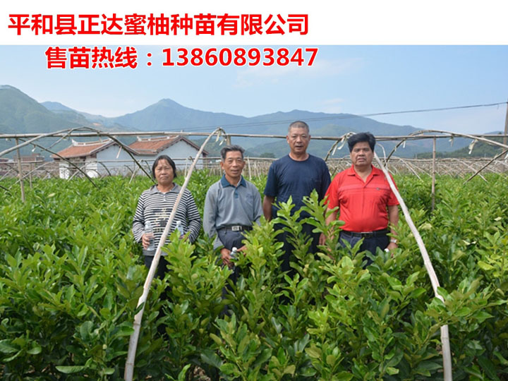 廣東果農(nóng)訂購6千多棵紅皮紅肉柚子苗丨廣東三紅蜜柚苗等你來栽