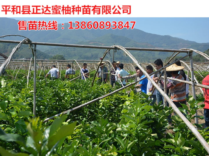 廣東客戶考察正達(dá)大三紅蜜柚苗并訂購8千多棵三紅蜜柚苗