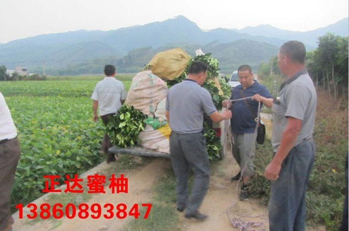 廣東客戶到正達(dá)苗場(chǎng)現(xiàn)場(chǎng)訂購(gòu)大三紅蜜柚苗