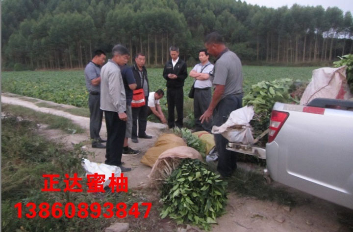 溫州客戶到正達蜜柚苗場現(xiàn)場購買大三紅蜜柚苗