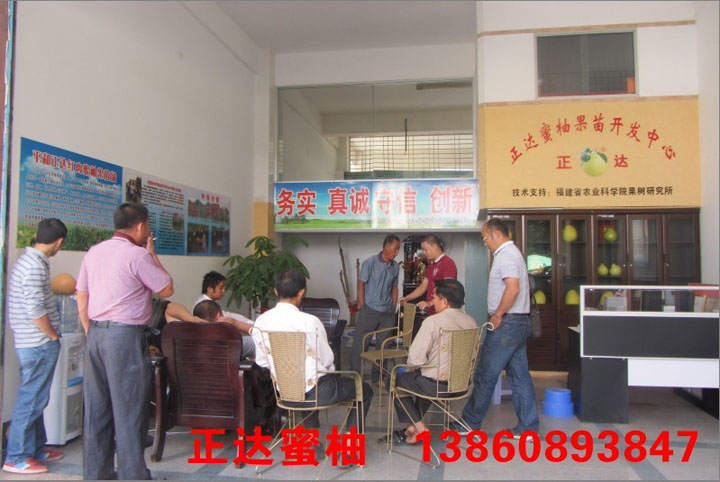 湖南什么季節(jié)種三紅蜜柚果樹合適丨湖南三紅蜜柚苗的種植管理