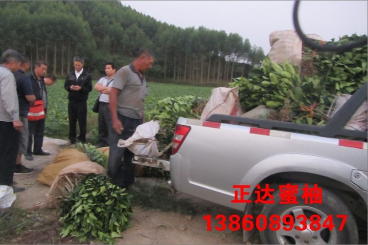 溫州客戶(hù)到正達(dá)蜜柚苗場(chǎng)現(xiàn)場(chǎng)購(gòu)買(mǎi)大三紅蜜柚苗