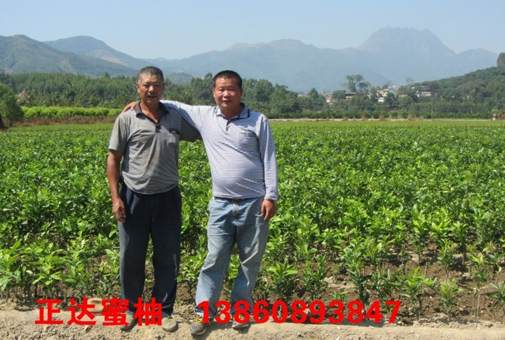 哪一家的三紅柚子苗比較純正丨價格實惠的三紅蜜柚苗哪里有出售丨三紅蜜柚苗價格