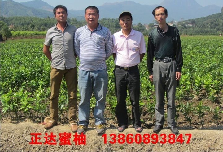 哪一家的三紅柚子苗比較純正丨價格實惠的三紅蜜柚苗哪里有出售丨三紅蜜柚苗價格
