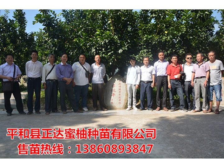 湖南三紅蜜柚果苗種植技術(shù)的相關(guān)信息丨湖南哪里有三紅柚子苗購買