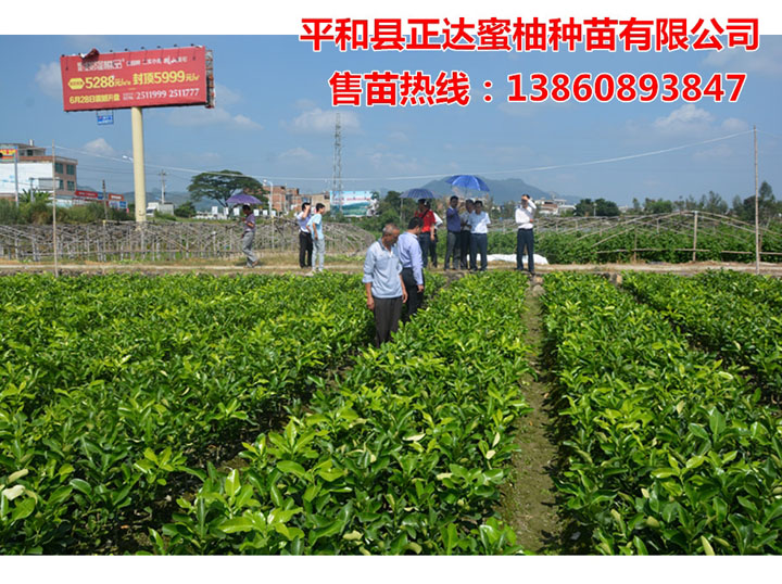 湖南這家三紅蜜柚苗正宗，早熟高產(chǎn)?。t肉蜜柚苗）