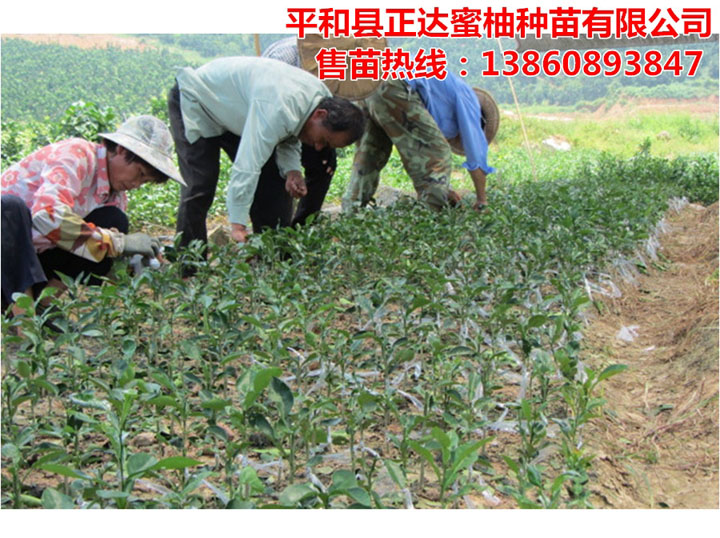 三紅蜜柚苗嫁接中丨福建大量三紅蜜柚苗即將出圃，要購買柚子苗的趕早了