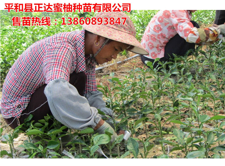 三紅蜜柚苗嫁接中丨福建大量三紅蜜柚苗即將出圃，要購買柚子苗的趕早了