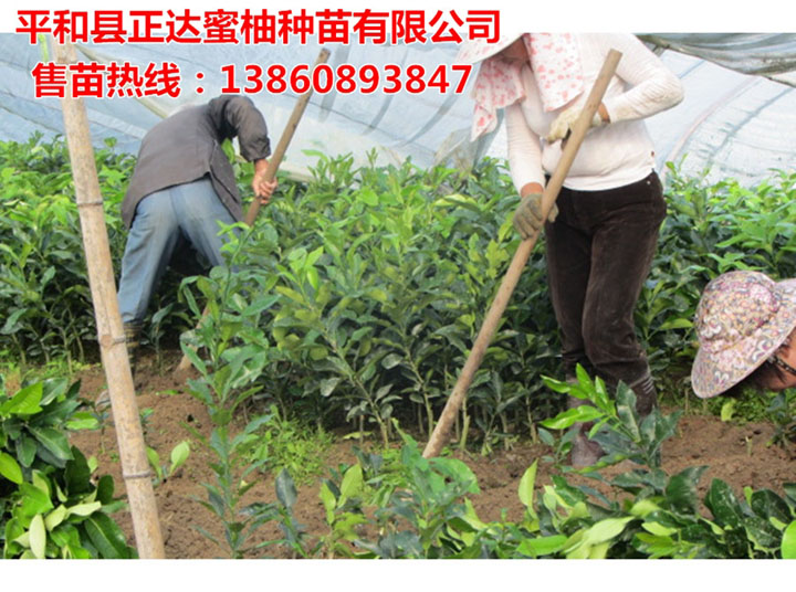 三紅蜜柚苗嫁接中丨福建大量三紅蜜柚苗即將出圃，要購買柚子苗的趕早了