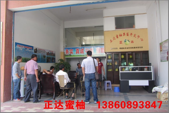 湖南婁底客戶到正達三紅蜜柚苗基地現(xiàn)場訂苗3