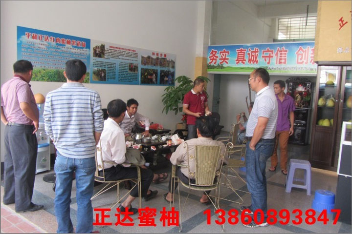 湖南婁底客戶到正達三紅蜜柚苗基地現(xiàn)場訂苗3