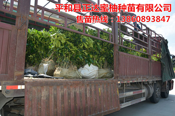 云南三紅蜜柚苗種植技術(shù)，云南紅皮紅心蜜柚苗供應(yīng)